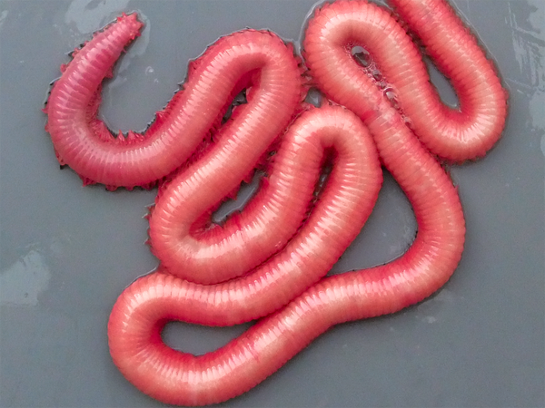 Super Cordelle 2 vers