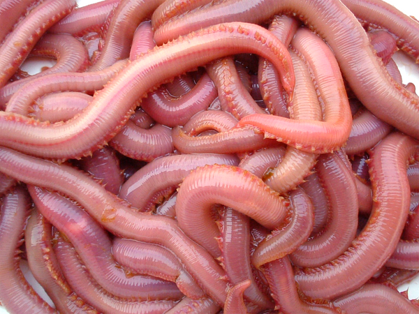 Ver Américain 7 vers