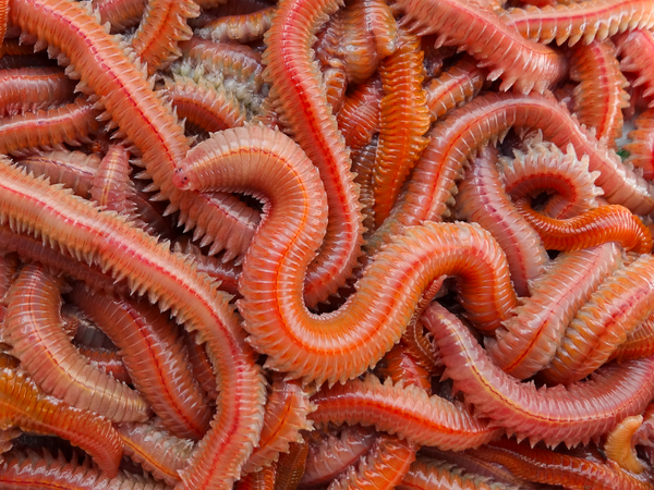 Dure rouge 35g + 20% OFFERTS