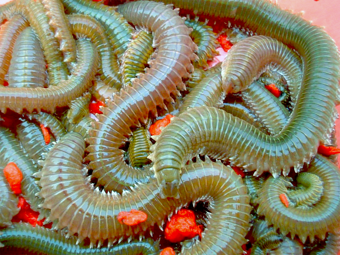 Appât de pêche à domicile : Demi-dure - Ver vivant Appât de pêche à domicile : Demi-dure - Ver vivant