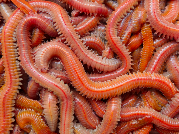 Jumbo rouge 40g + 25% OFFERTS