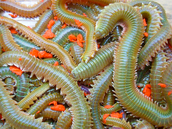 Jumbo vert 40g + 25% OFFERTS