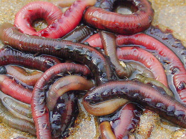 Ver noir (arénicole) 10 vers