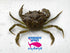 Crabes verts